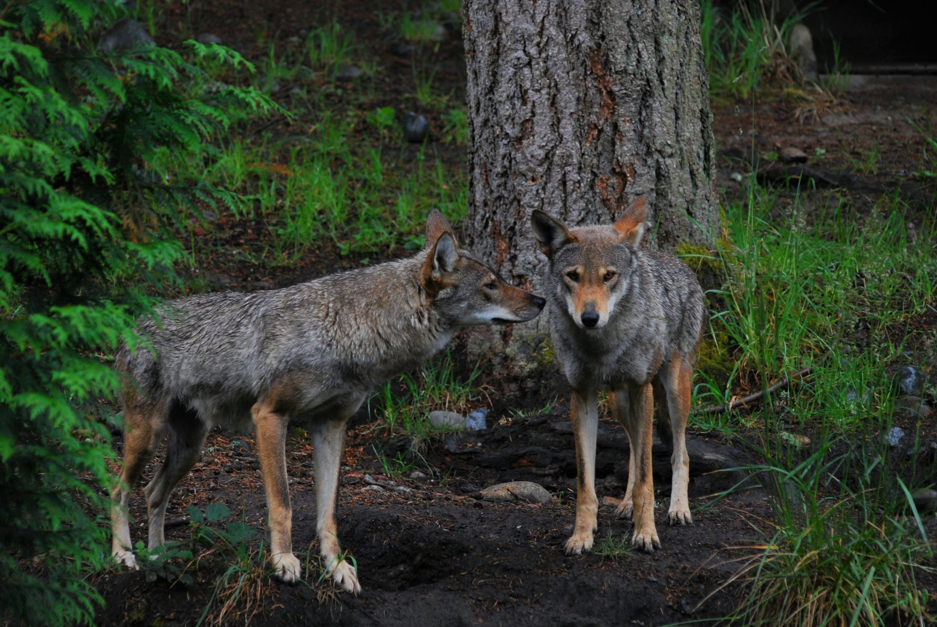 Red Wolf
